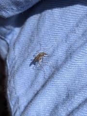 Aedes vittiger