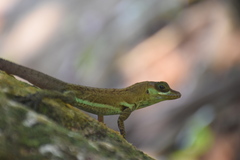 Anolis richardii