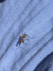 Aedes vittiger