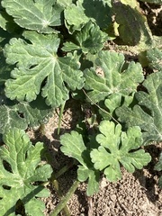 Callirhoe involucrata