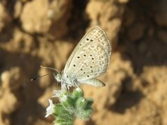 Zizeeria knysna