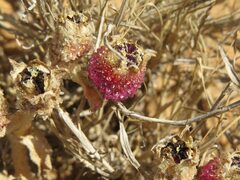 Mesembryanthemum crystallinum