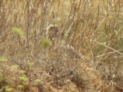 Burhinus oedicnemus