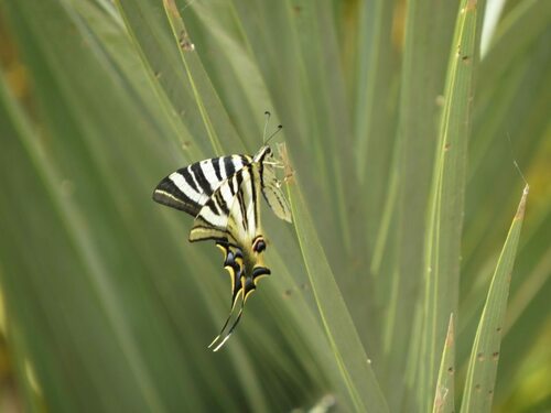 Iberian Scarce Swallowtail