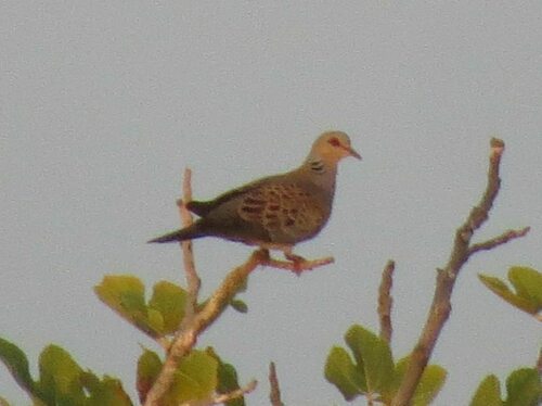 European Turtle-Dove