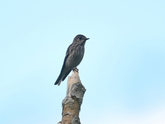 Muscicapa griseisticta