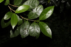 Cyclophyllum longipetalum
