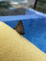 Parrhasius moctezuma