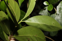 Cyclophyllum longipetalum