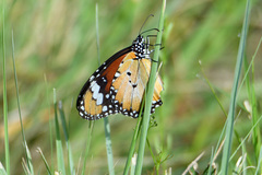 Danaus petilia
