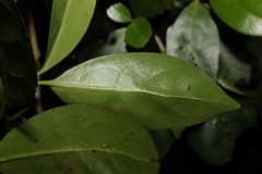 Cyclophyllum longipetalum