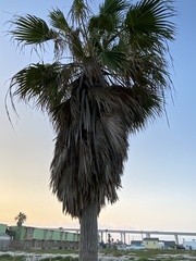 Washingtonia