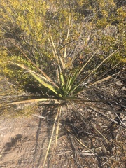 Yucca torreyi