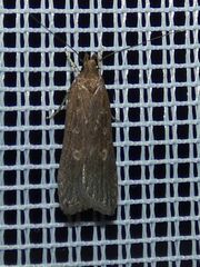 Helcystogramma triannulella