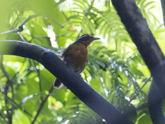 Rhodinocichla rosea