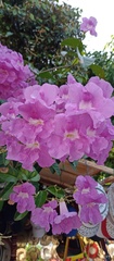 Bignoniaceae