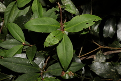 Myrsine subsessilis