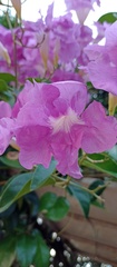 Bignoniaceae