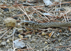 Malpolon monspessulanus