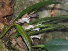 Ceratostylis