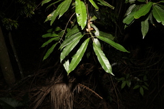 Elaeocarpus kirtonii