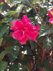 Hibiscus rosa-sinensis