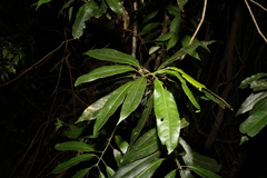 Elaeocarpus kirtonii