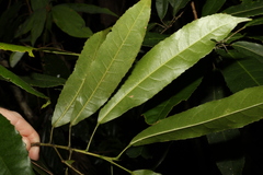 Elaeocarpus kirtonii