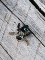 Chalepogenus caeruleus