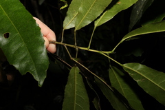 Elaeocarpus kirtonii