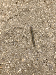 Cormocephalus