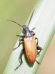 Lepturidea deplanchei