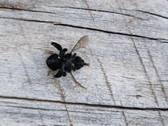 Chalepogenus caeruleus