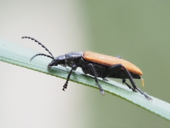 Lepturidea deplanchei