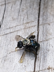 Chalepogenus caeruleus