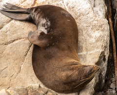 Arctocephalus