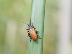 Lepturidea deplanchei