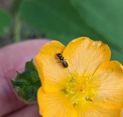 Ceratina
