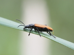 Lepturidea deplanchei