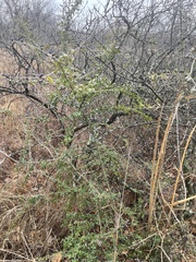 Ligustrum quihoui