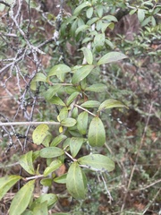 Ligustrum quihoui