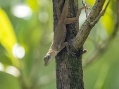Anolis
