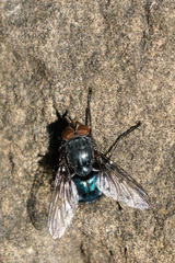 Calliphora vicina