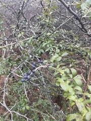 Ligustrum quihoui