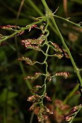 Urochloa mutica