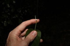 Leichhardtia rostrata