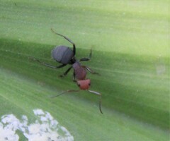 Camponotus rectangularis