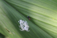 Camponotus rectangularis