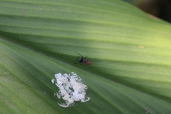Camponotus rectangularis