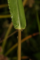 Urochloa mutica